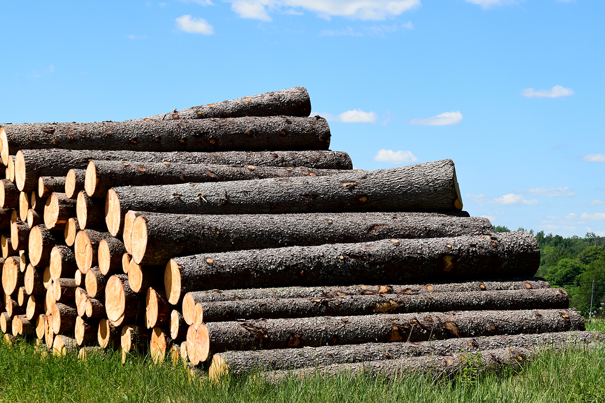 Stammen/palen in de bast